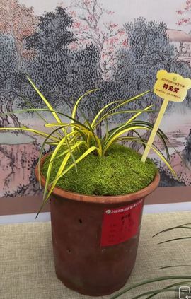 既不好看又不好骗主播照片