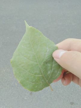 十年之期已到是否续约主播照片