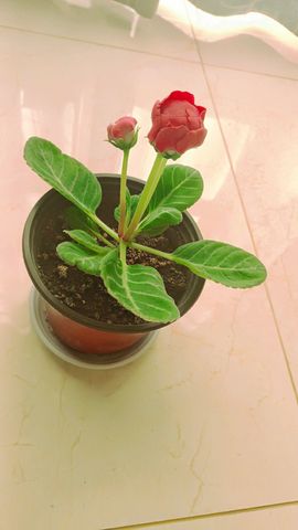 ღ娜娜ぃ安静唱歌🍀主播照片