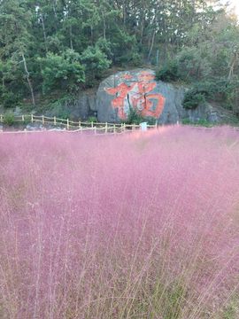 丿妖家军丨灬菲児主播照片