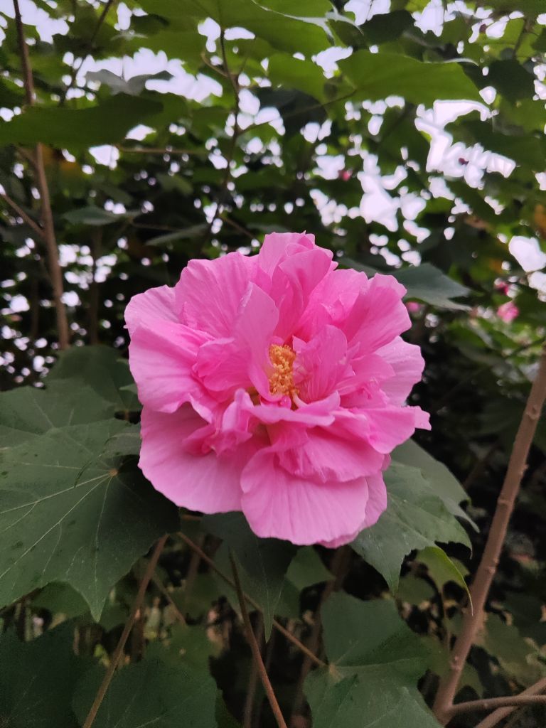 婷婷💕感恩有你陪伴的图片