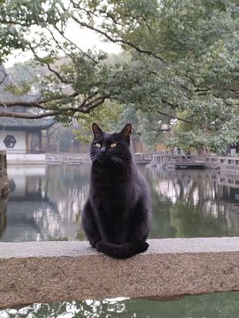 采薇🍥賣燒餅的图片