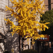叶🍂子