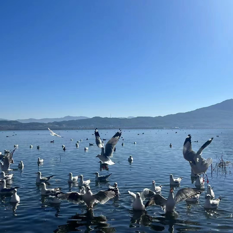 西伯利亚小海鸥🕊╮海报