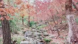 鹫岭云深的图片