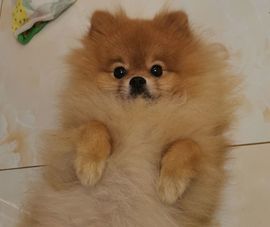 ✦蓝蓝✦休息主播照片