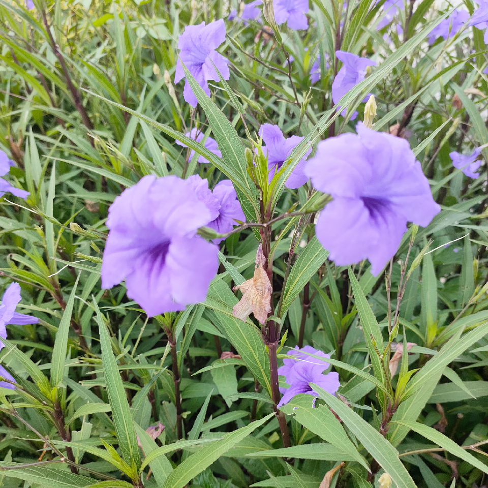 淡⚙定海报