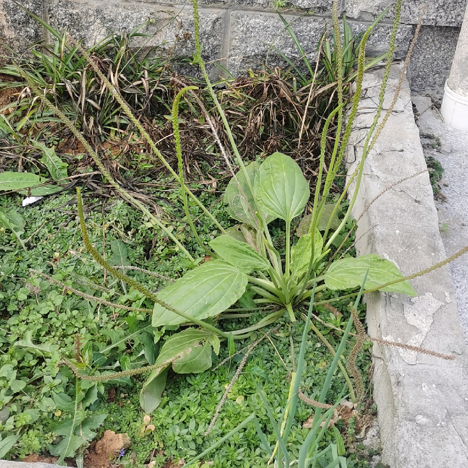 植物猎人🤓海报