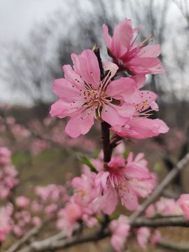小芳，🌸减肥打卡主播照片