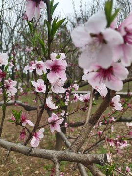 小芳，🌸减肥打卡主播照片