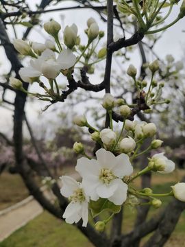 小芳，🌸减肥打卡主播照片
