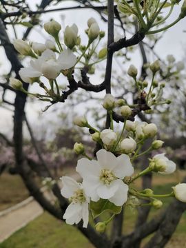 小芳🍃主播照片