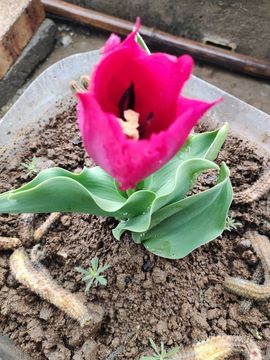 小芳，🌸减肥打卡主播照片