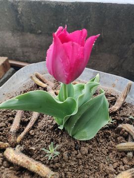 小芳，🌸减肥打卡主播照片