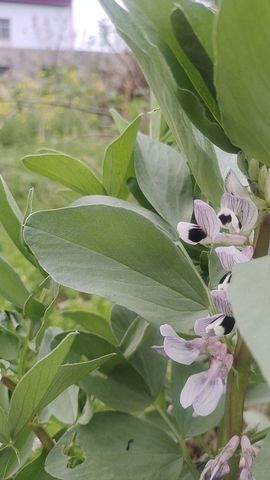 小芳🍃主播照片