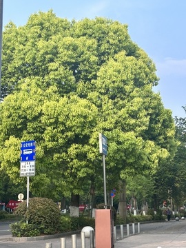 初遇欣颜主播照片