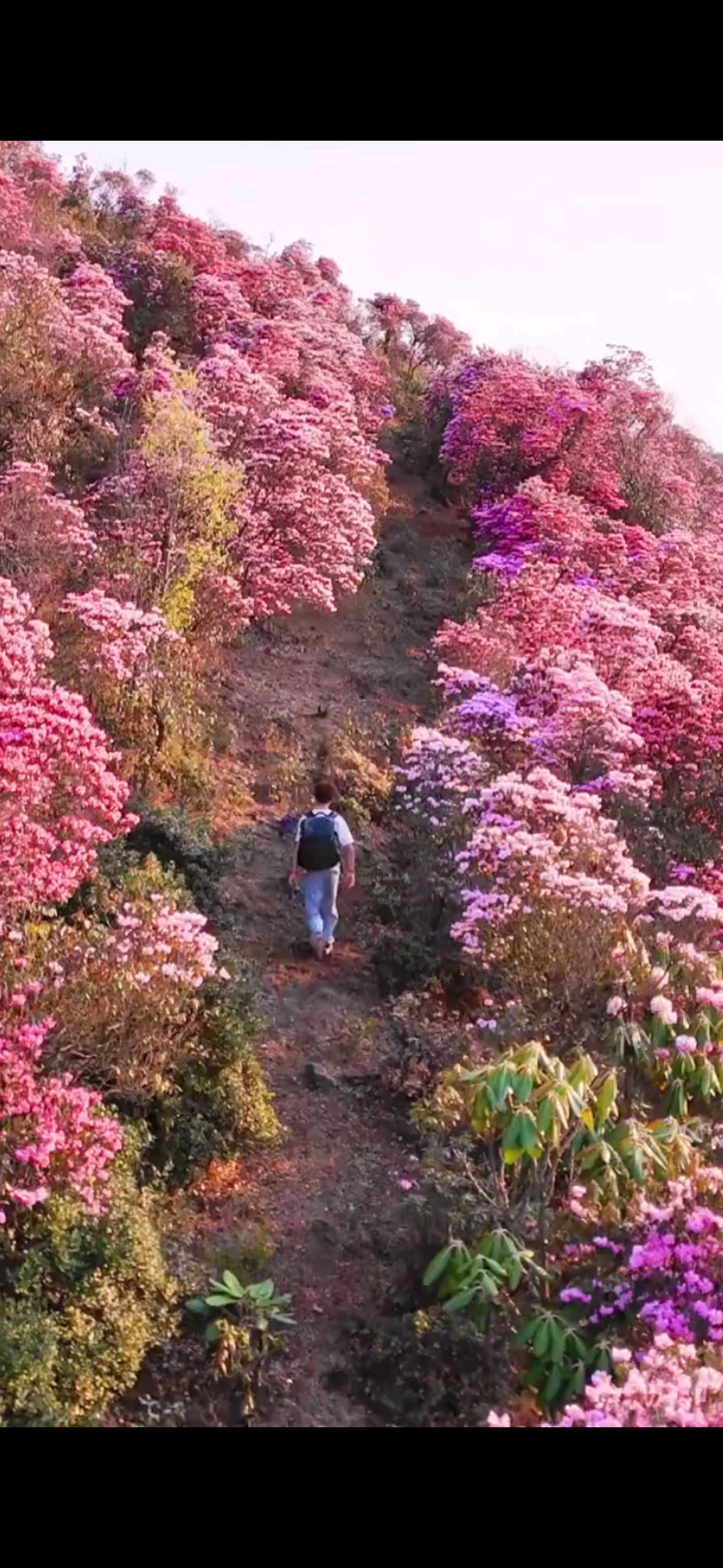 我们凉山索玛花开满山