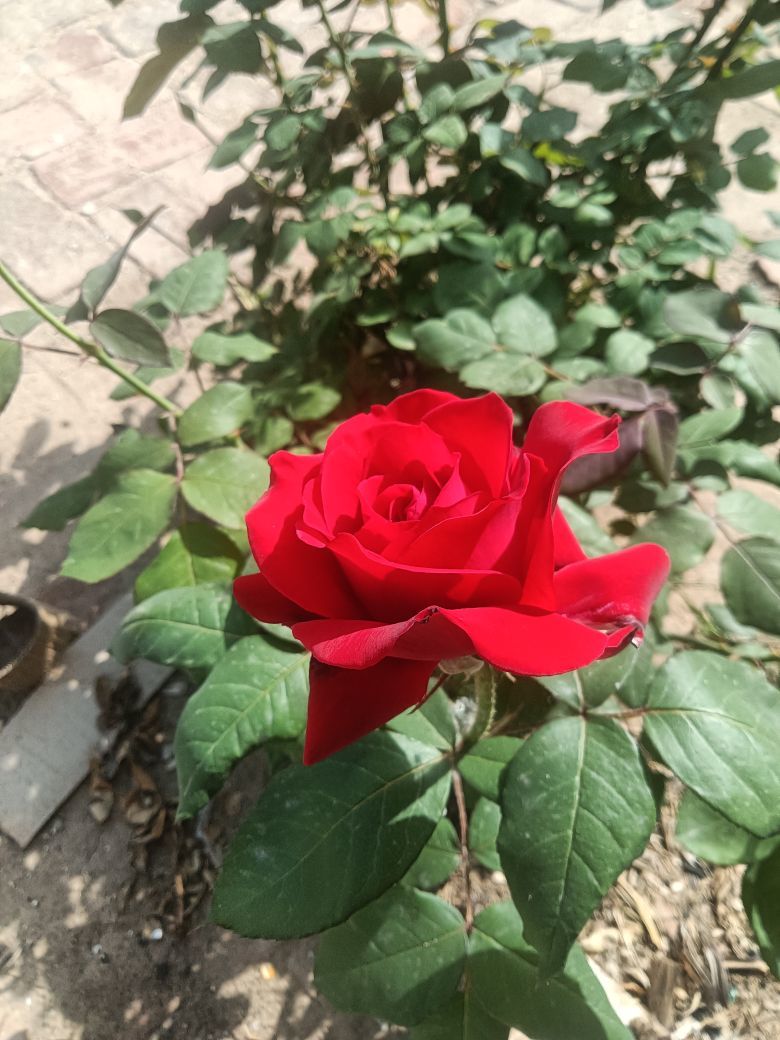 霸道☞总裁☜的图片