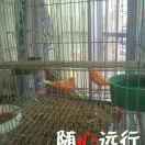 卖鱼人o