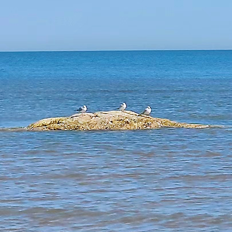 🌸暖馨儿🌸海报