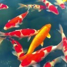 不离不弃dn8海报