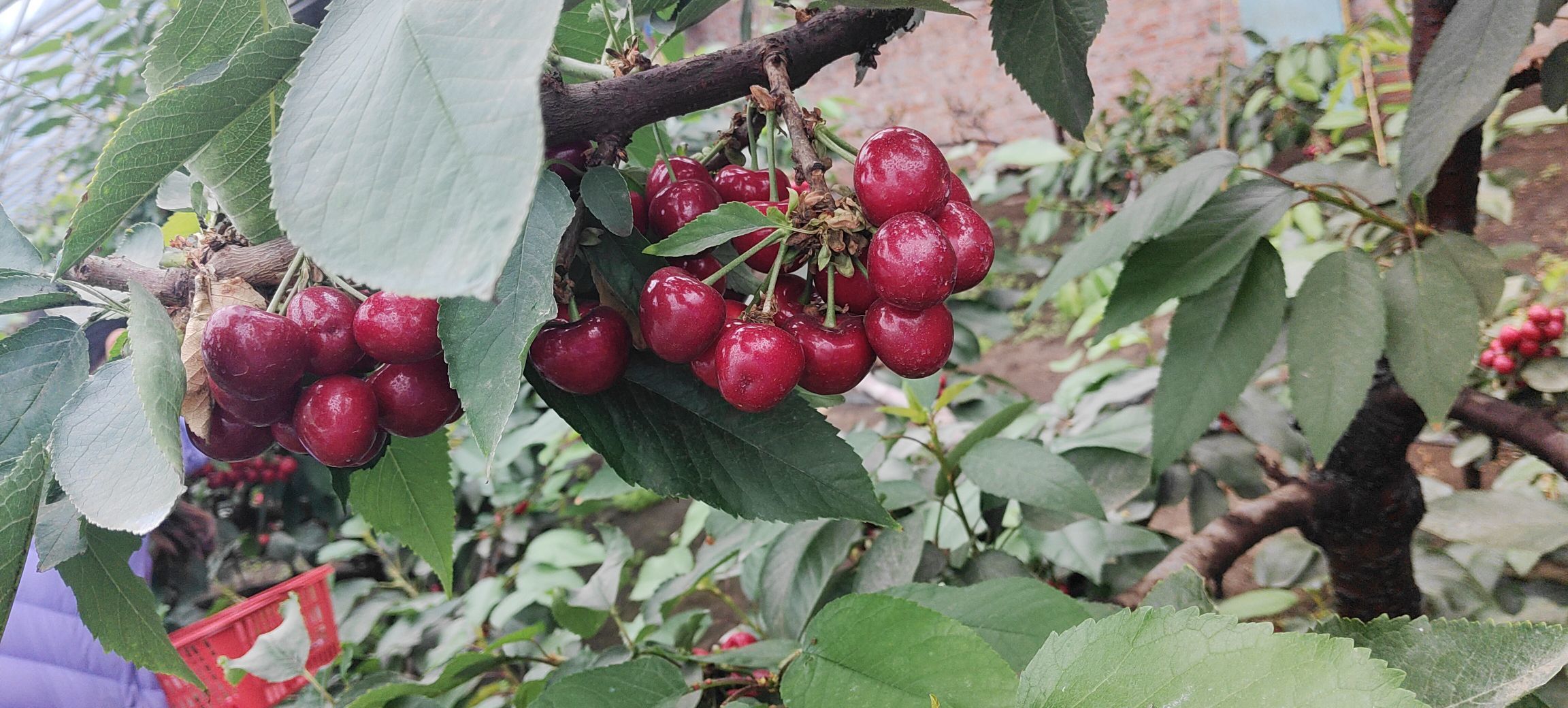 暖情↖想上头条的主播照片