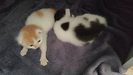 婷婷💕感恩有你陪伴主播照片