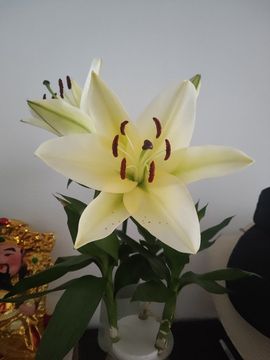 婷婷💕感恩有你陪伴主播照片