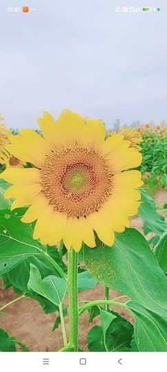 婷婷💕感恩有你陪伴主播照片