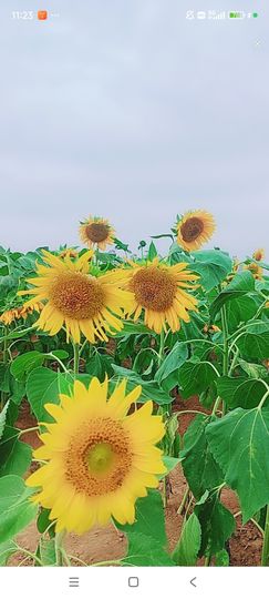 婷婷💕感恩有你陪伴主播照片
