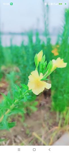 婷婷💕感恩有你陪伴主播照片