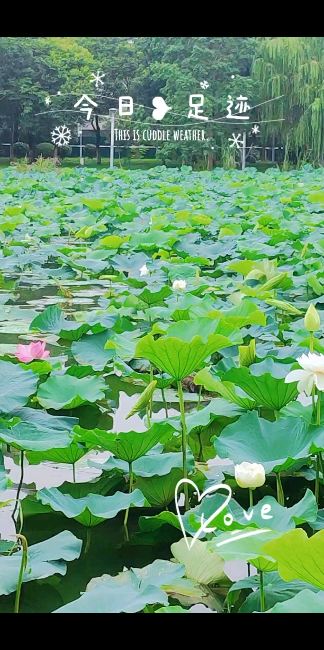 因荷而来🍀荷气生财🍀