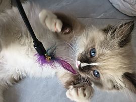 ᰔᩚ.显眼包主播照片