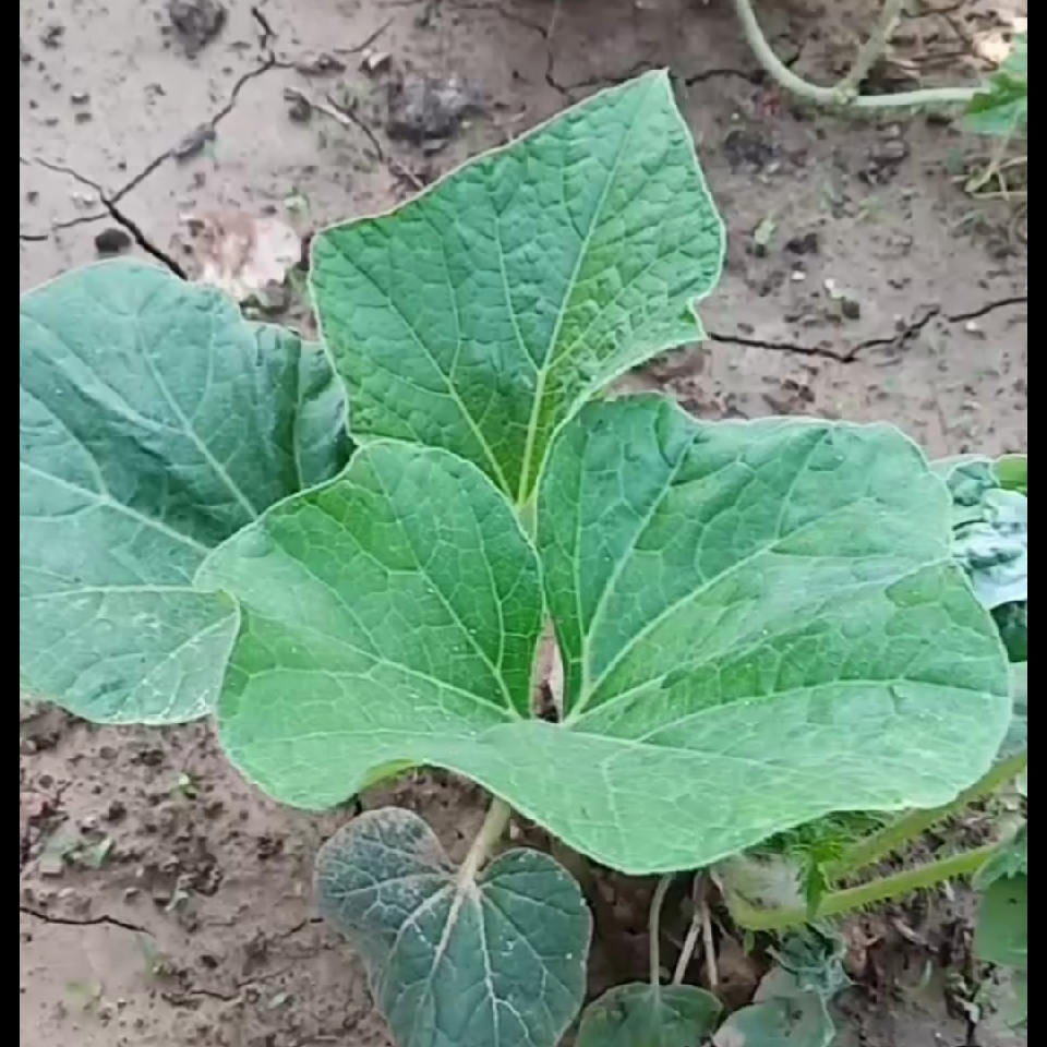 心如向阳的花海报