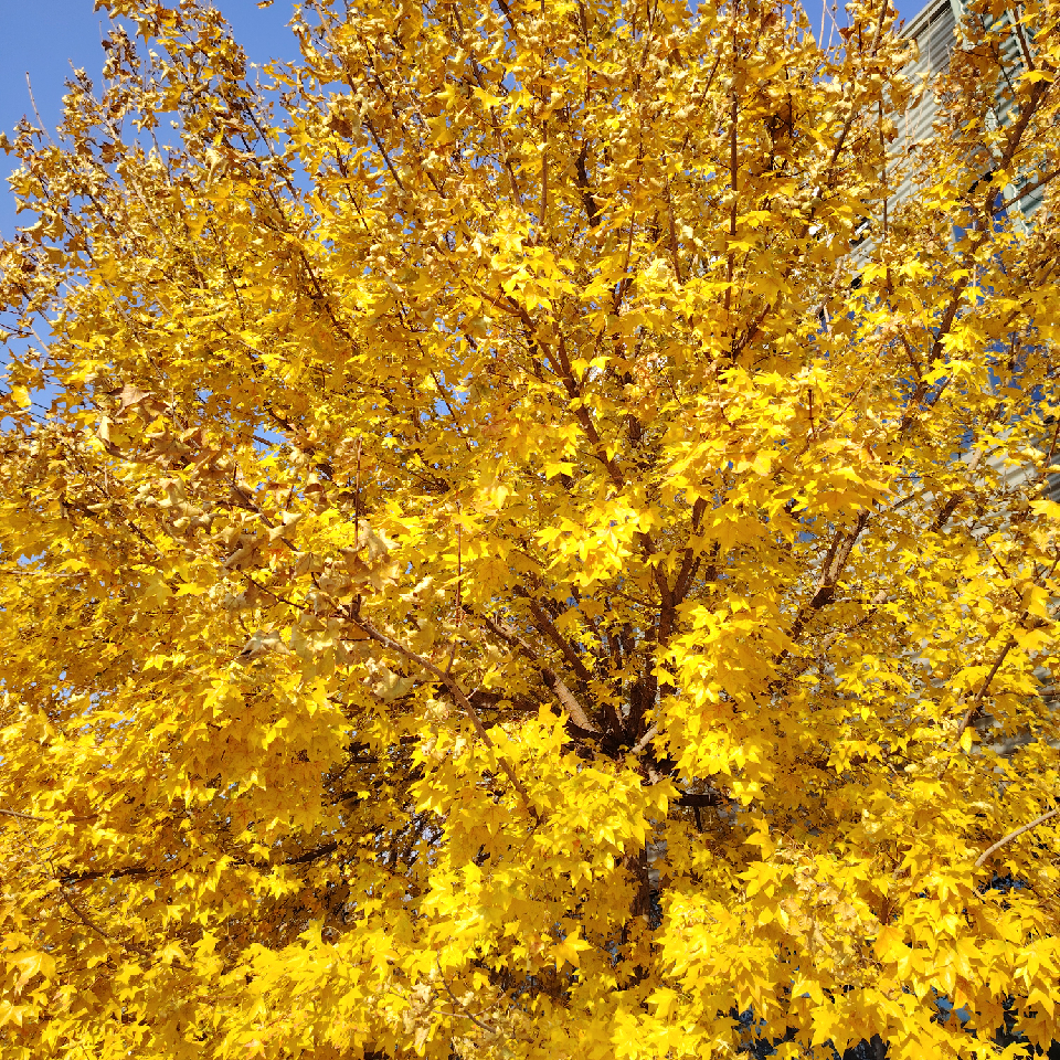 W踏雪寻梅W海报