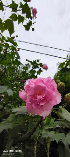 妞妞骑行三亚的图片