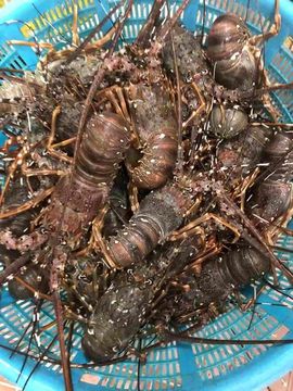 新❤哥🍎🍓的图片