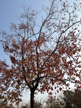 ᥫᩣ应应～的图片