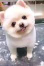 情哥为你尔来海报