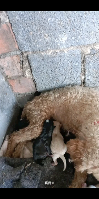 可爱的小狗🐕