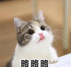 陪小喵主播照片