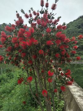 @张柏芝主播照片