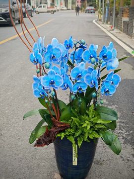 David.。主播照片