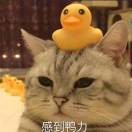 蔡亚善海报