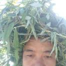 李grf海报