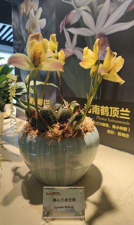 枯荷@听雨的图片