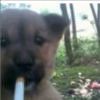 当年脚踏月半猫