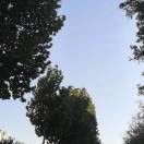 一帆风顺aza