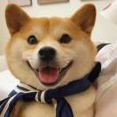 耳朵先撒了谎