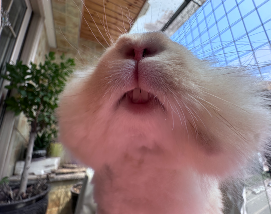 髒嬡傢蔟汏厷炷🌼海报
